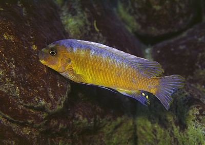 Labeotropheus trewavasae 'Nkhungu Point'